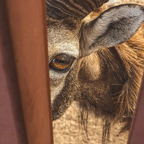 Photo #10779993
