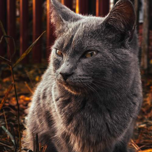 Photo #10780035