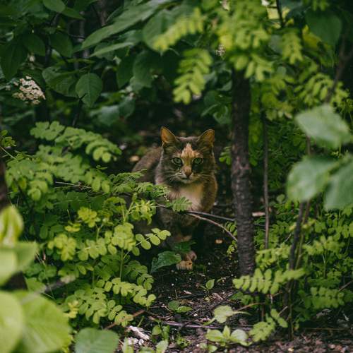 Photo #10780184