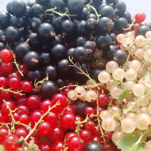 Photo #10780233