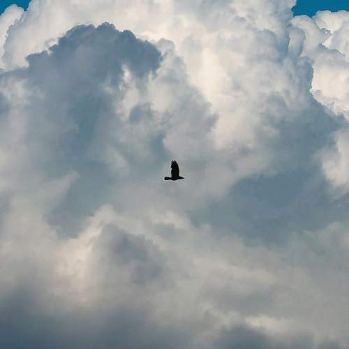 Photo #10780289