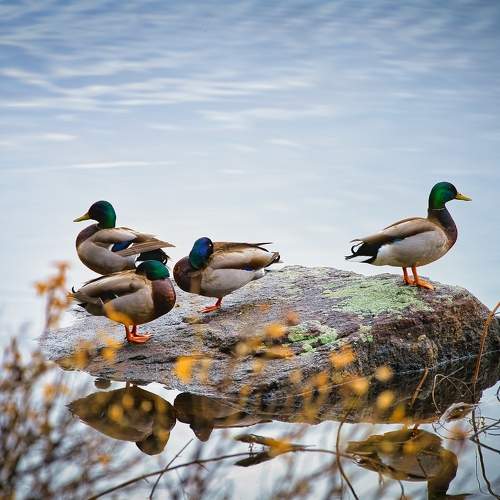 Photo #10780410