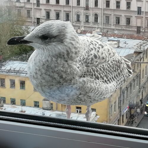 Photo #10780844