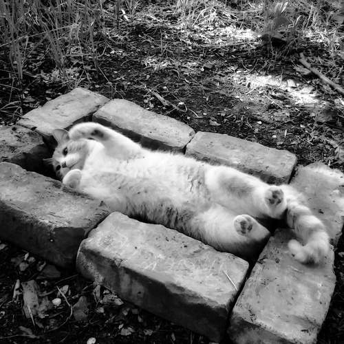 Photo #10780941