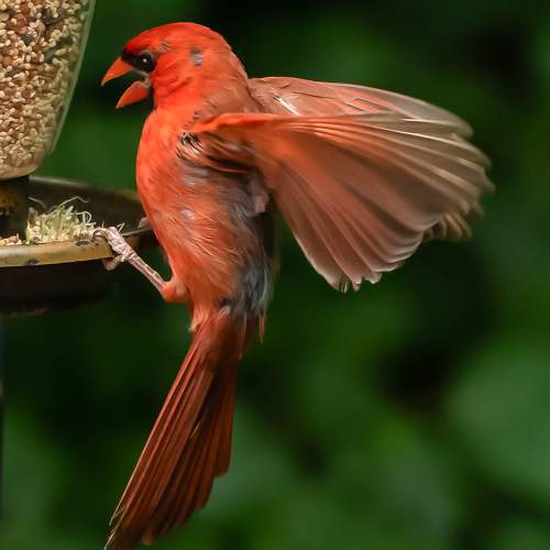 Photo #10781093