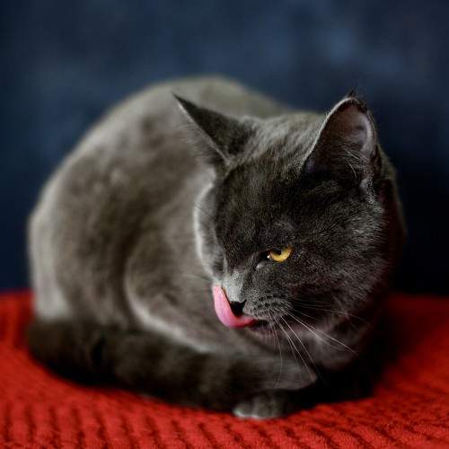 Photo #10781227