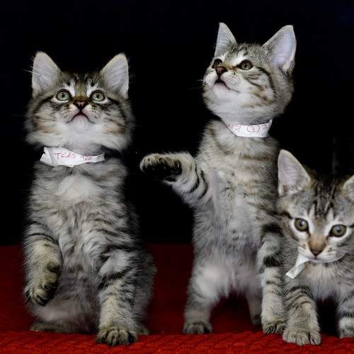 Photo #10781228