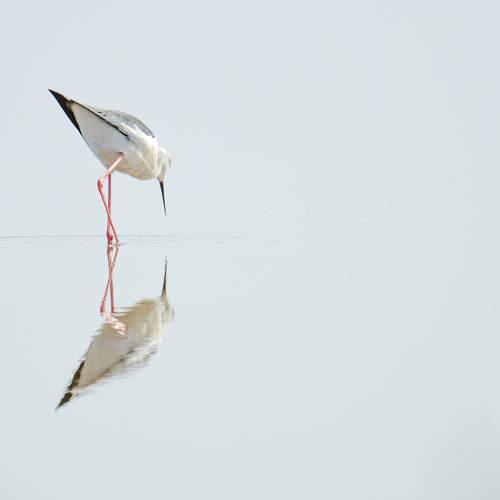 Pajarito en estero. Salinas del Puerto de Santa María, Cádiz.