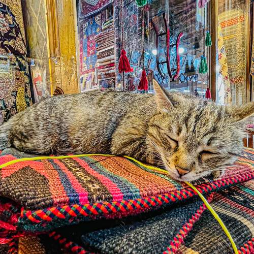 Photo #10782635