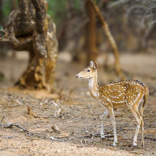 Photo #10783335