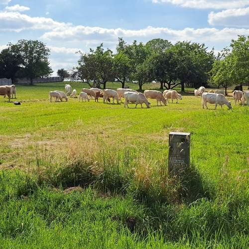 Photo #10783343