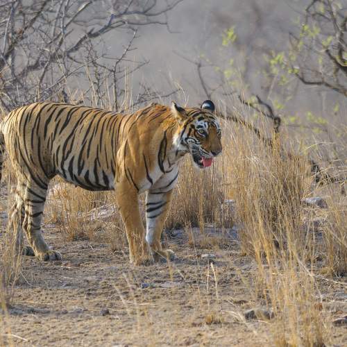 Photo #10783355