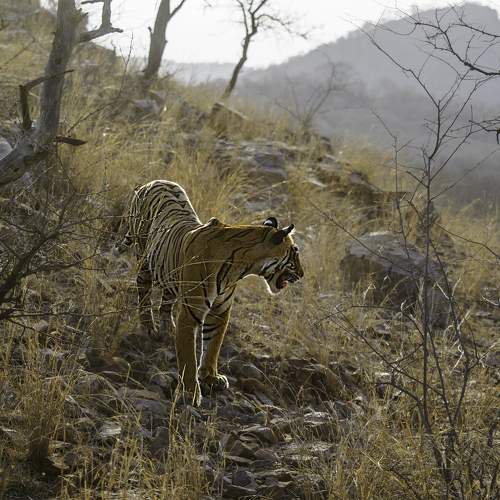 Photo #10783358