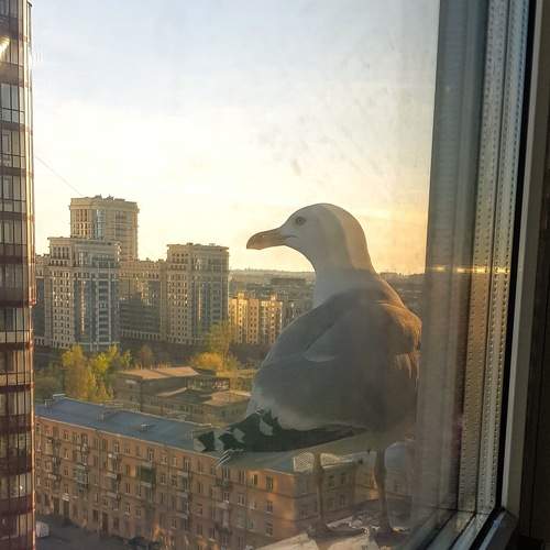 Гостья