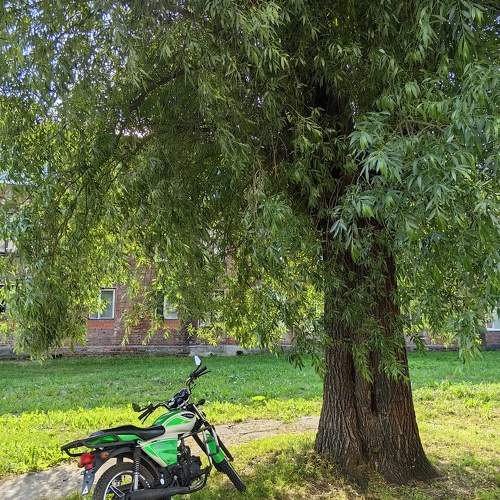 Photo #10783743