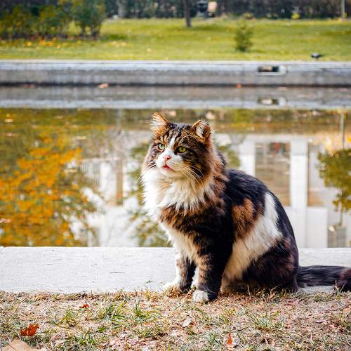 Photo #10784080