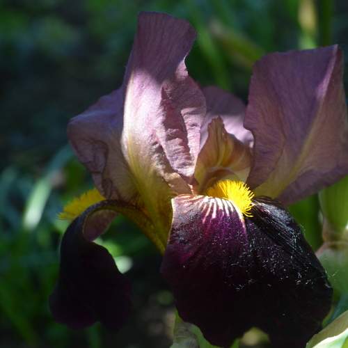Photo #10784178