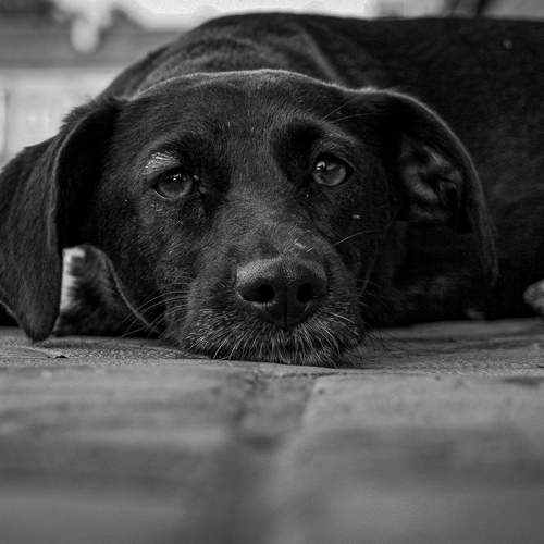 Eyes of Loyalty