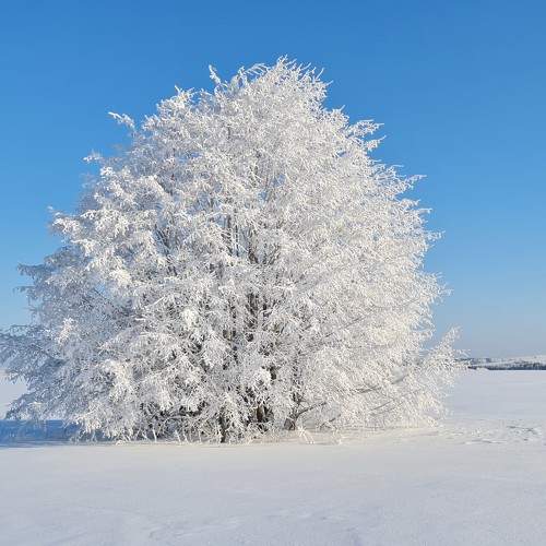 Photo #10784338