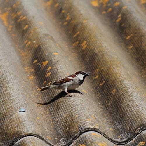 Photo #10785998