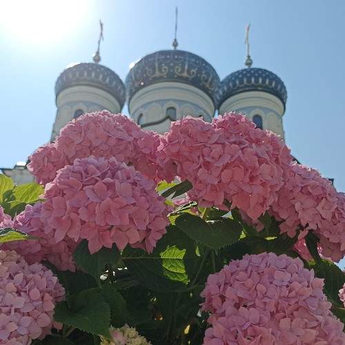 Photo #10786092