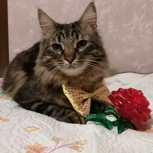Photo #10786344