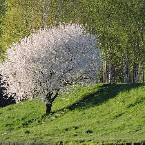 Алыча / Cherry plum