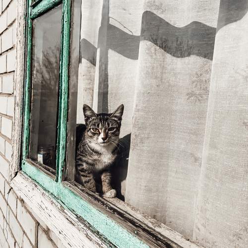 Photo #10786630