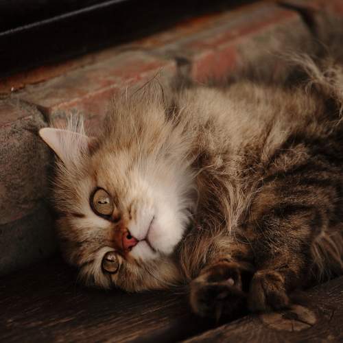 Photo #10786775