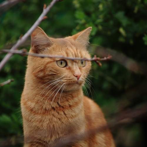 Photo #10786776