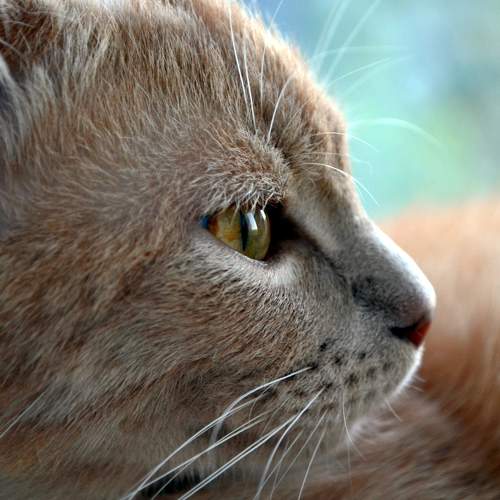 Photo #10787454