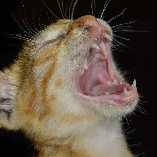 Photo #10787523