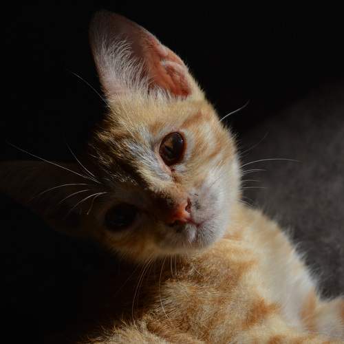 Photo #10787529