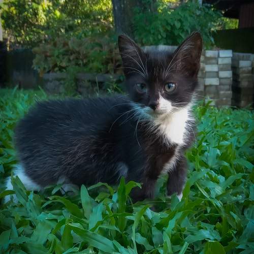 Photo #10787621