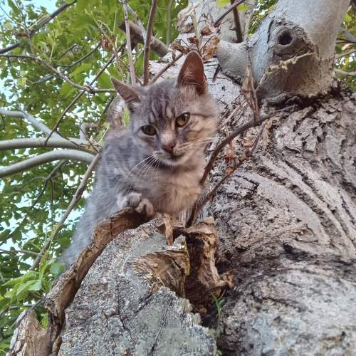 Photo #10787658