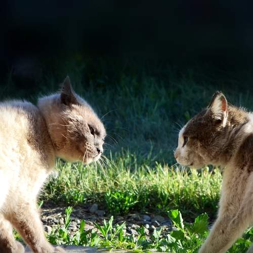 Photo #10787714