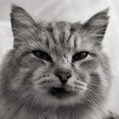 Photo #10787721
