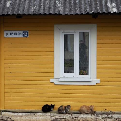 Photo #10787874