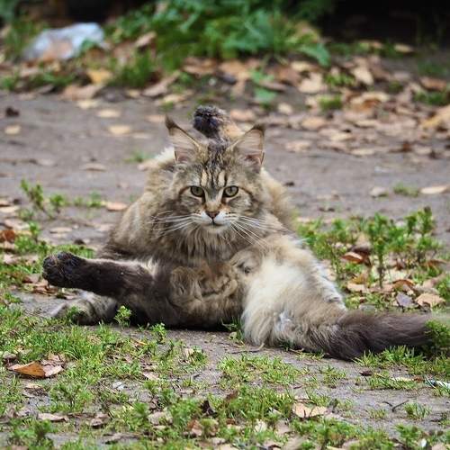 Photo #10787876