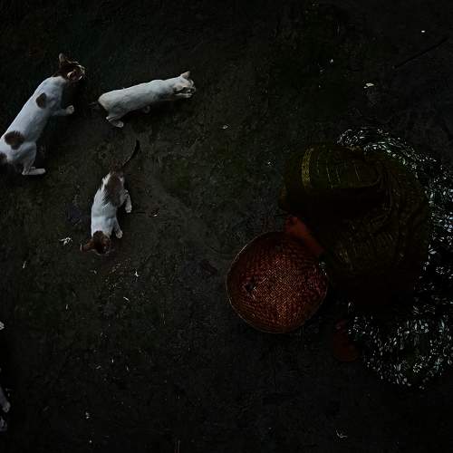 Photo #10788126