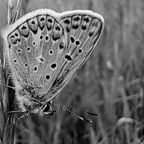 Photo #10788207