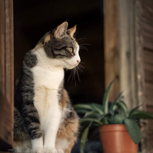 Photo #10788252
