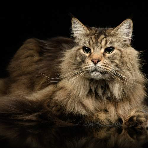 Photo #10788408