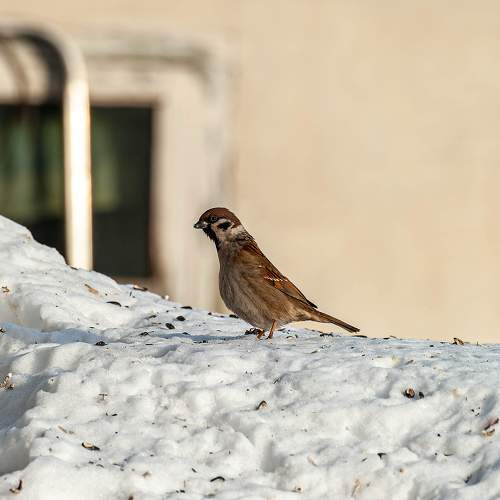 Photo #10788917