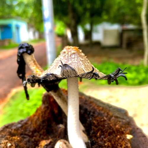 Mushroom Growing