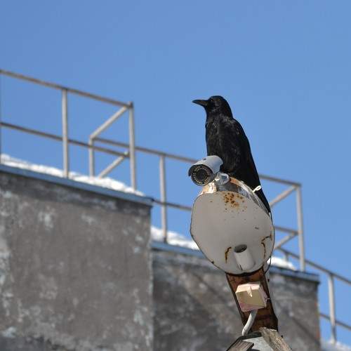 Photo #10789460