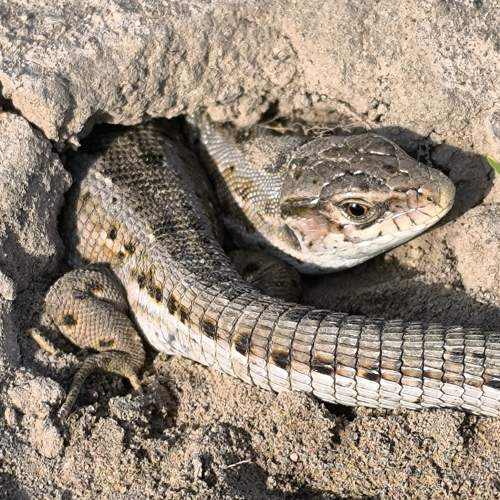 Photo #10789685