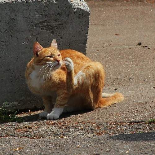 Photo #10790094