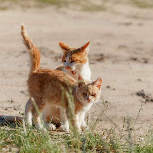 Photo #10790116