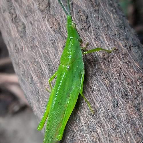 Photo #10790663
